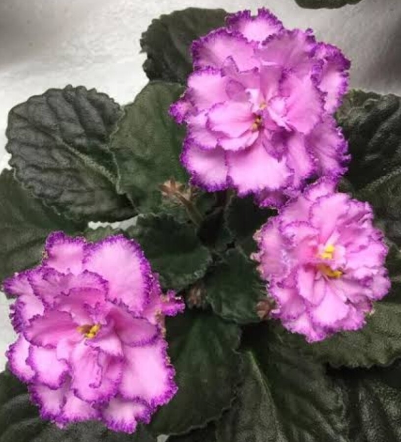 African Violet Ozio Starter Plant