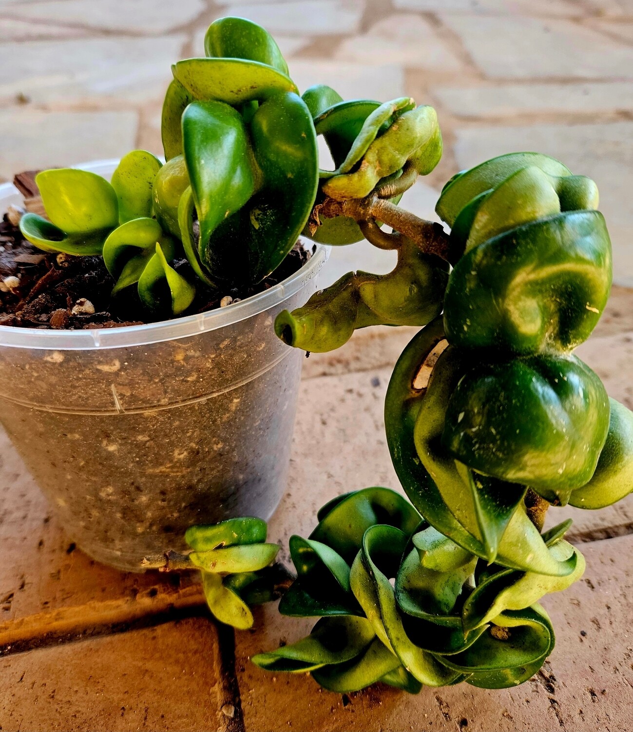 Hoya Compacta