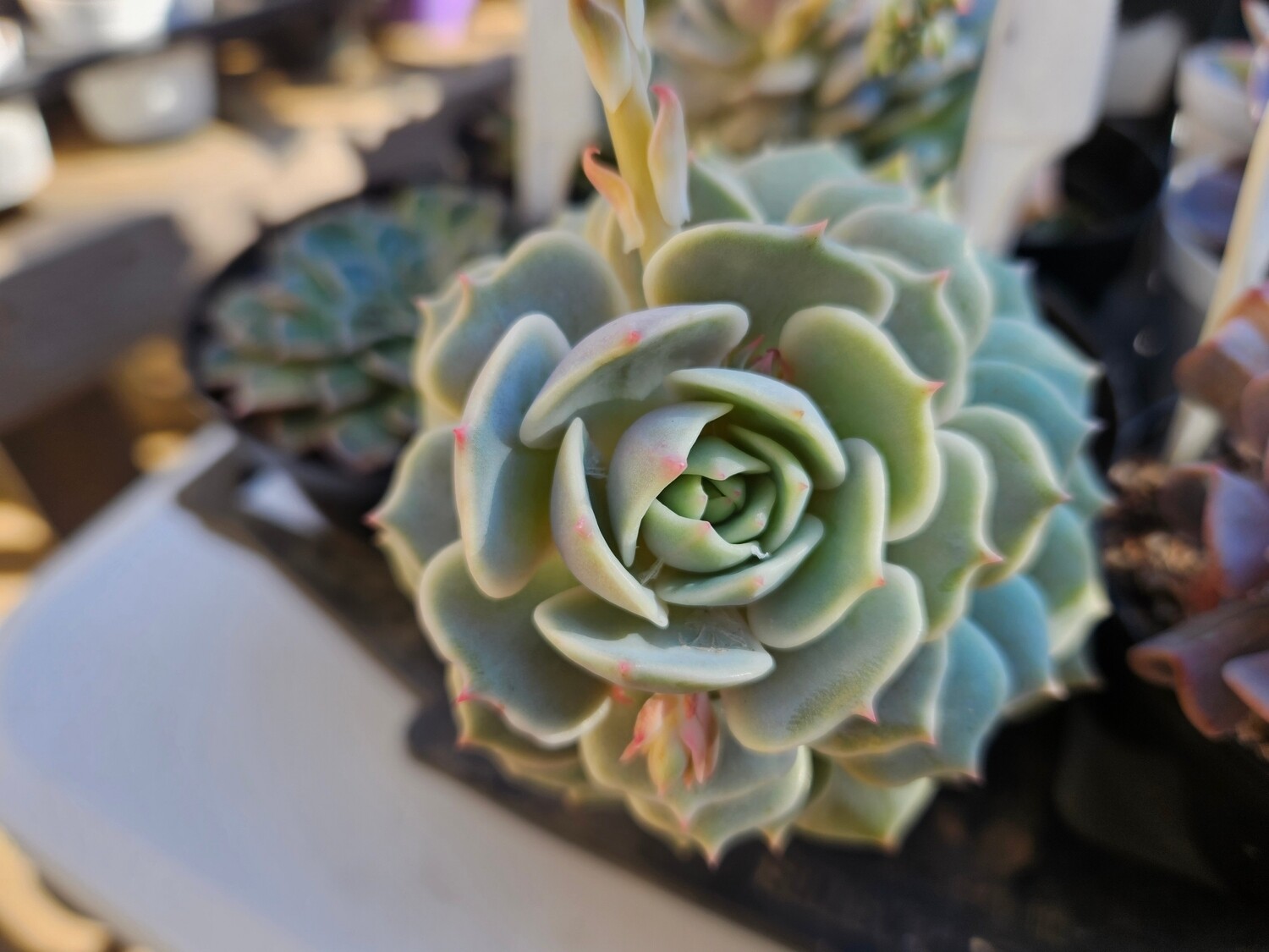 Echeveria Lola