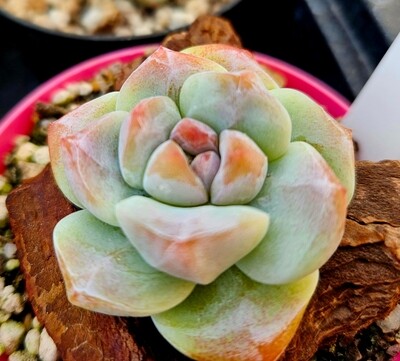 Echeveria Ice Green