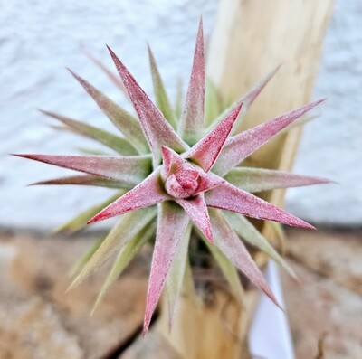Tillandsia Ionantha van hyningii