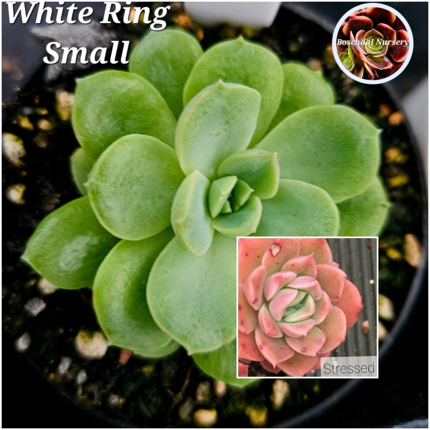 Echeveria White Ring