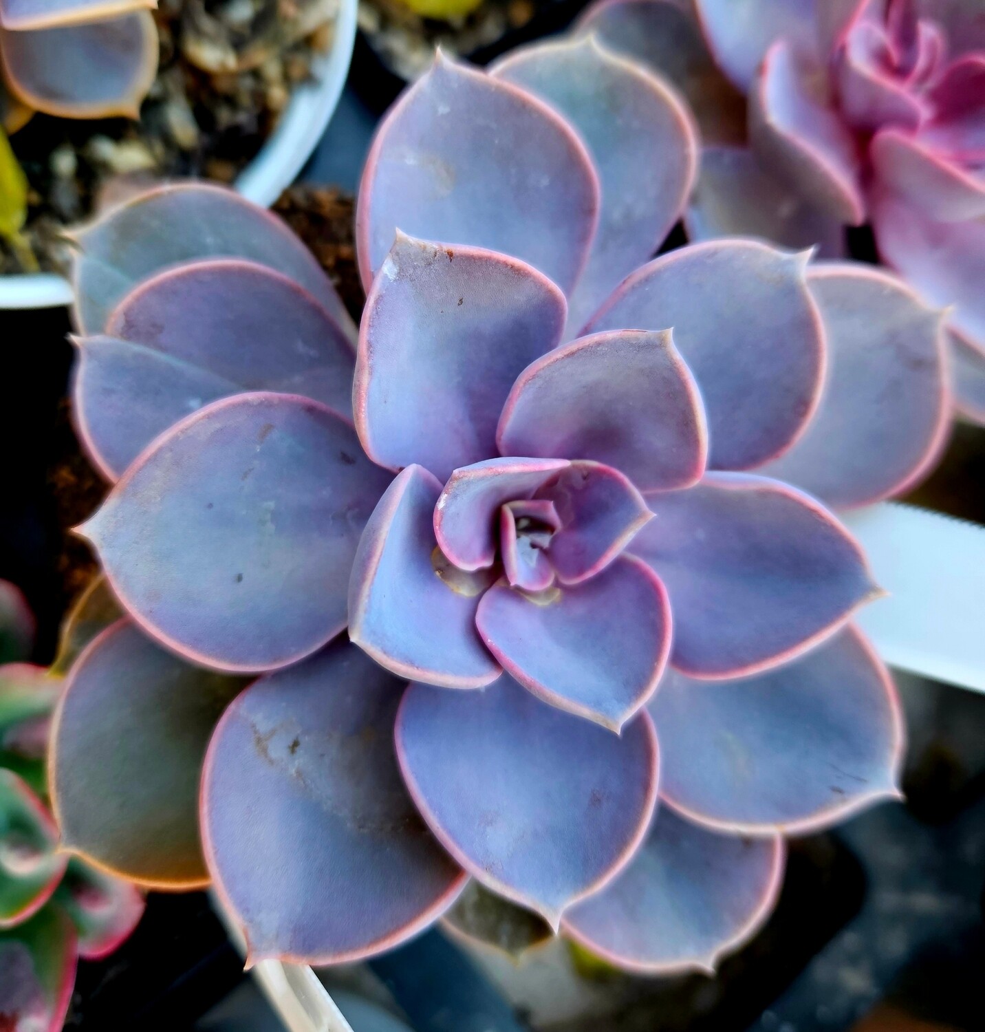 Echeveria Purple Pearl