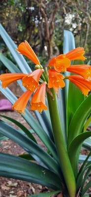 Clivia Interspecific yellow Miniata x Orange Nobilis