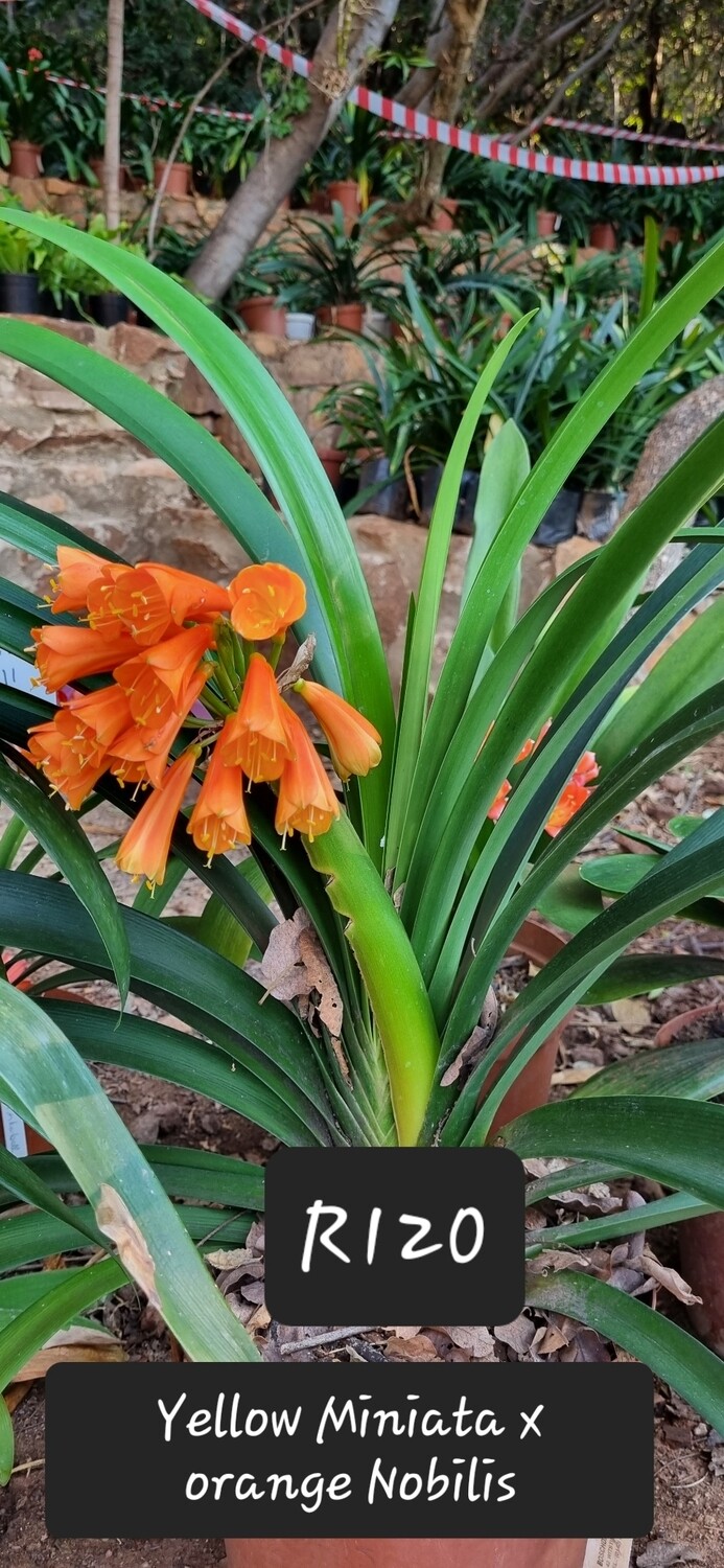 Clivia Interspecific yellow Miniata x Orange Nobilis