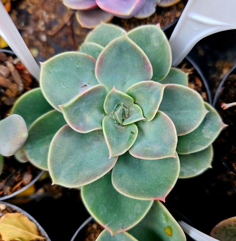 Echeveria Green Pearl