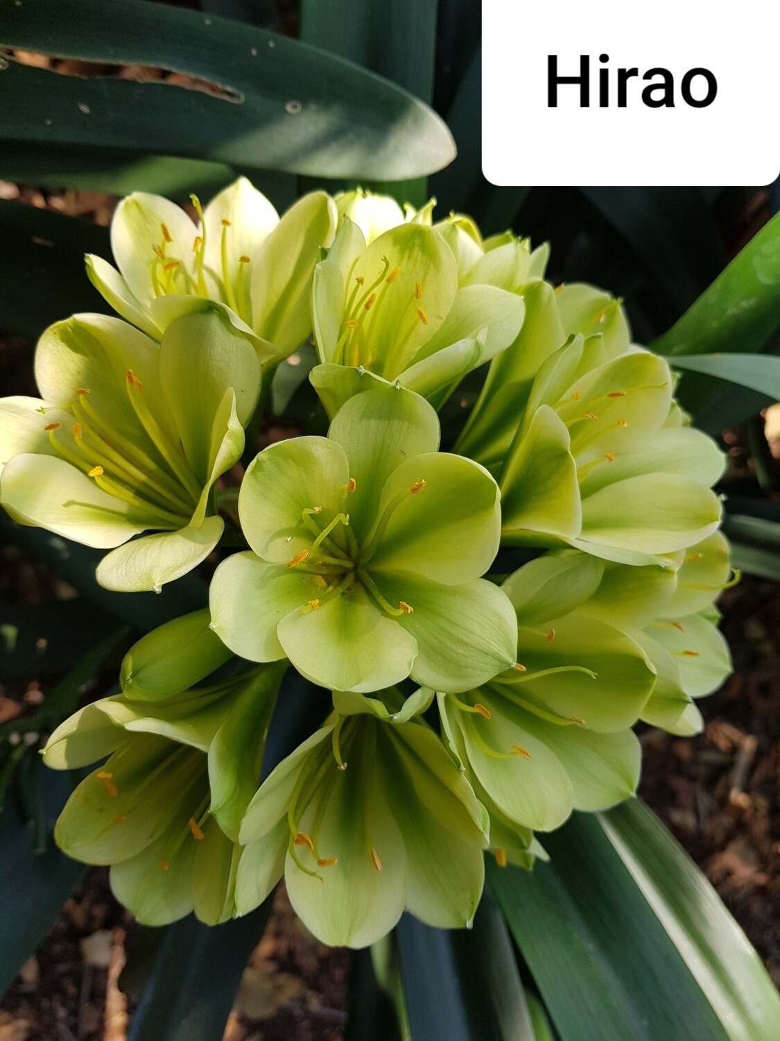 SEED Hirao x Self 1 seed
