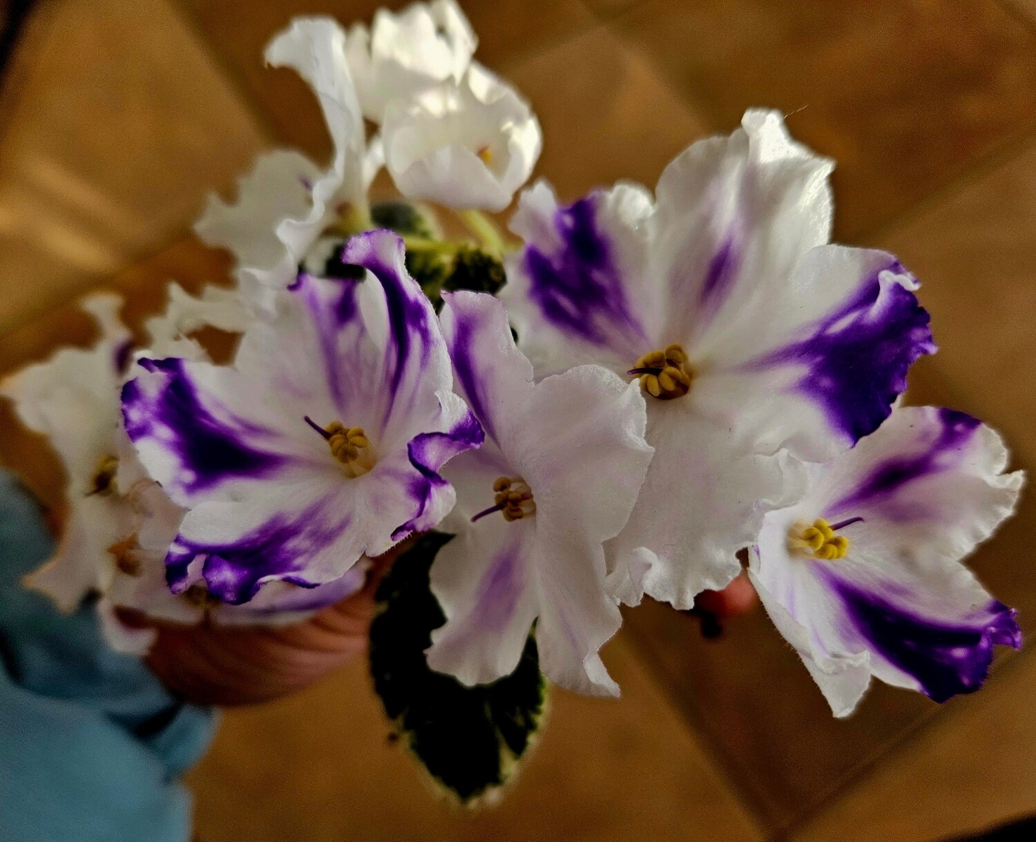 African Violet VAT-Tsar Goroh Starter Plant