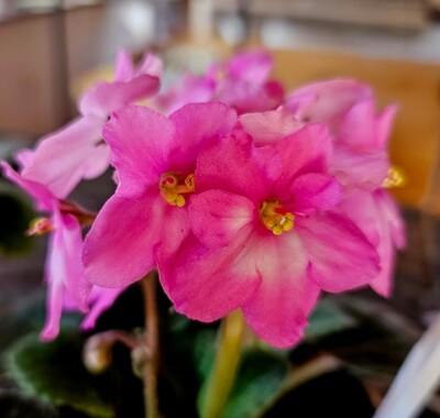 African Violet in Flower RANDOM African Violet in Flower RANDOM