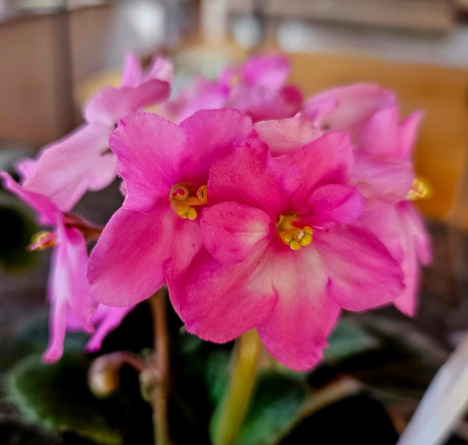 African Violet in Flower RANDOM 