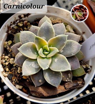 Echeveria Carnicolour