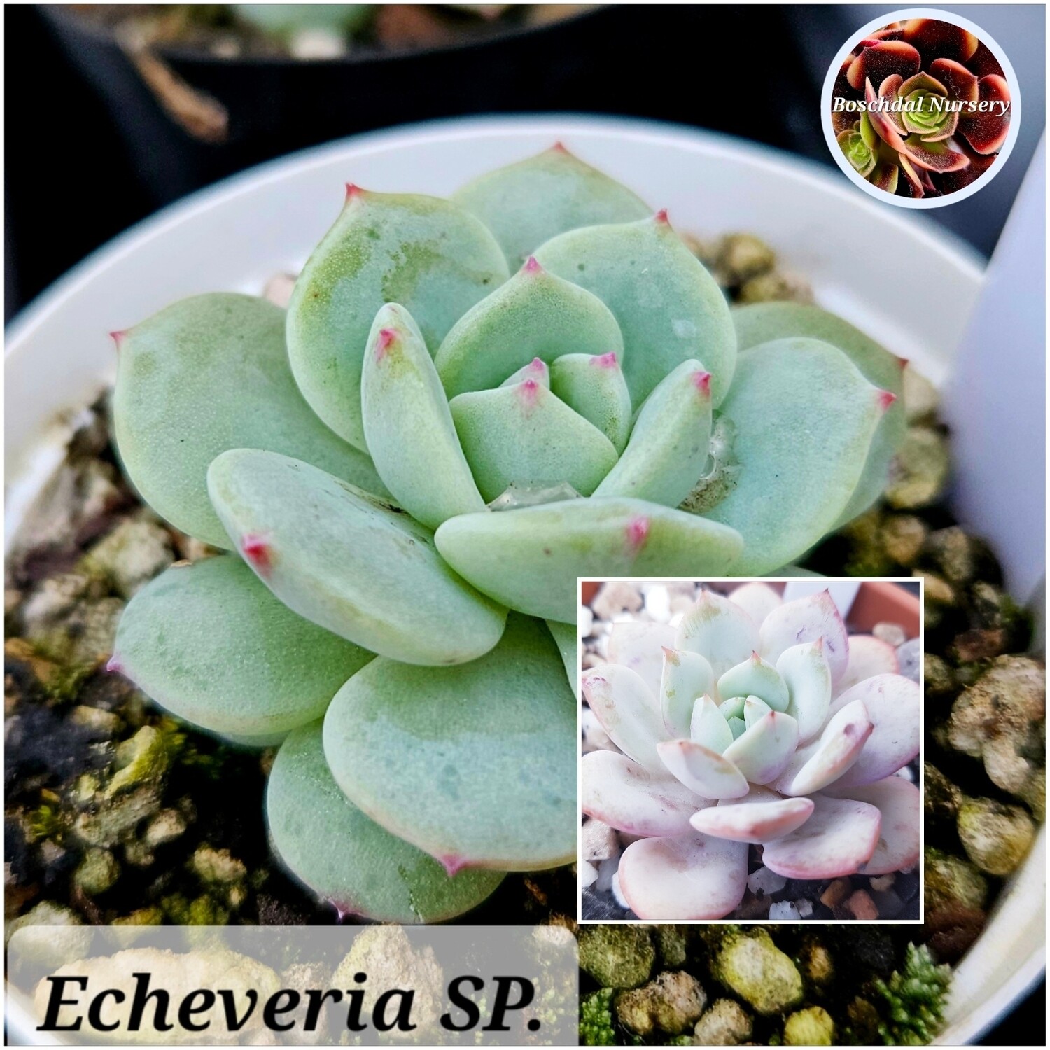 Echeveria SP