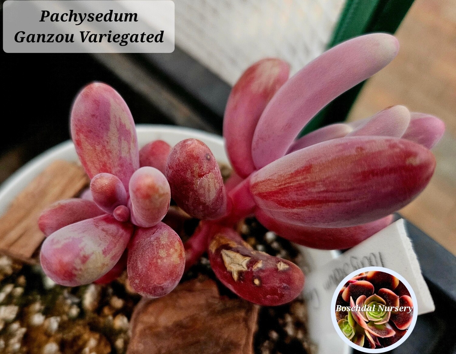 Pachysedum Ganzhou variegated Pachysedum Ganzhou variegated