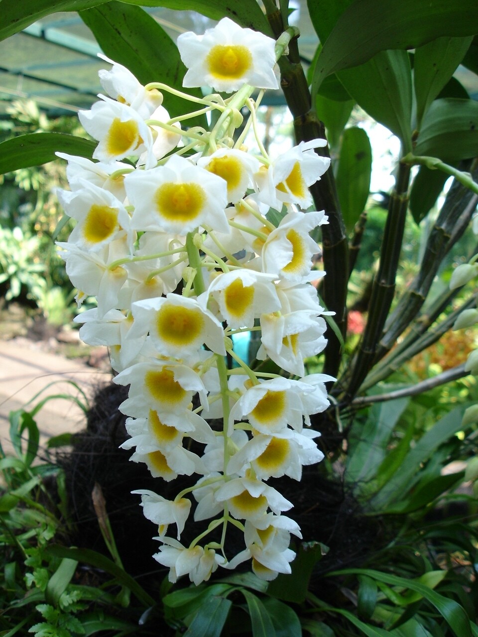 Dendrobium farmeri