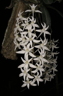 Mystacidium capense