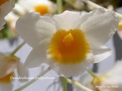 Dendrobium farmeri