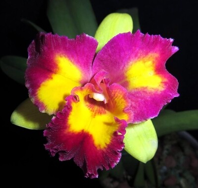 RLC Shin shiang Diamond