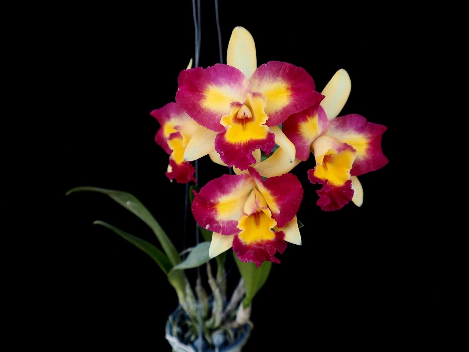 RLC Shin shiang Diamond
