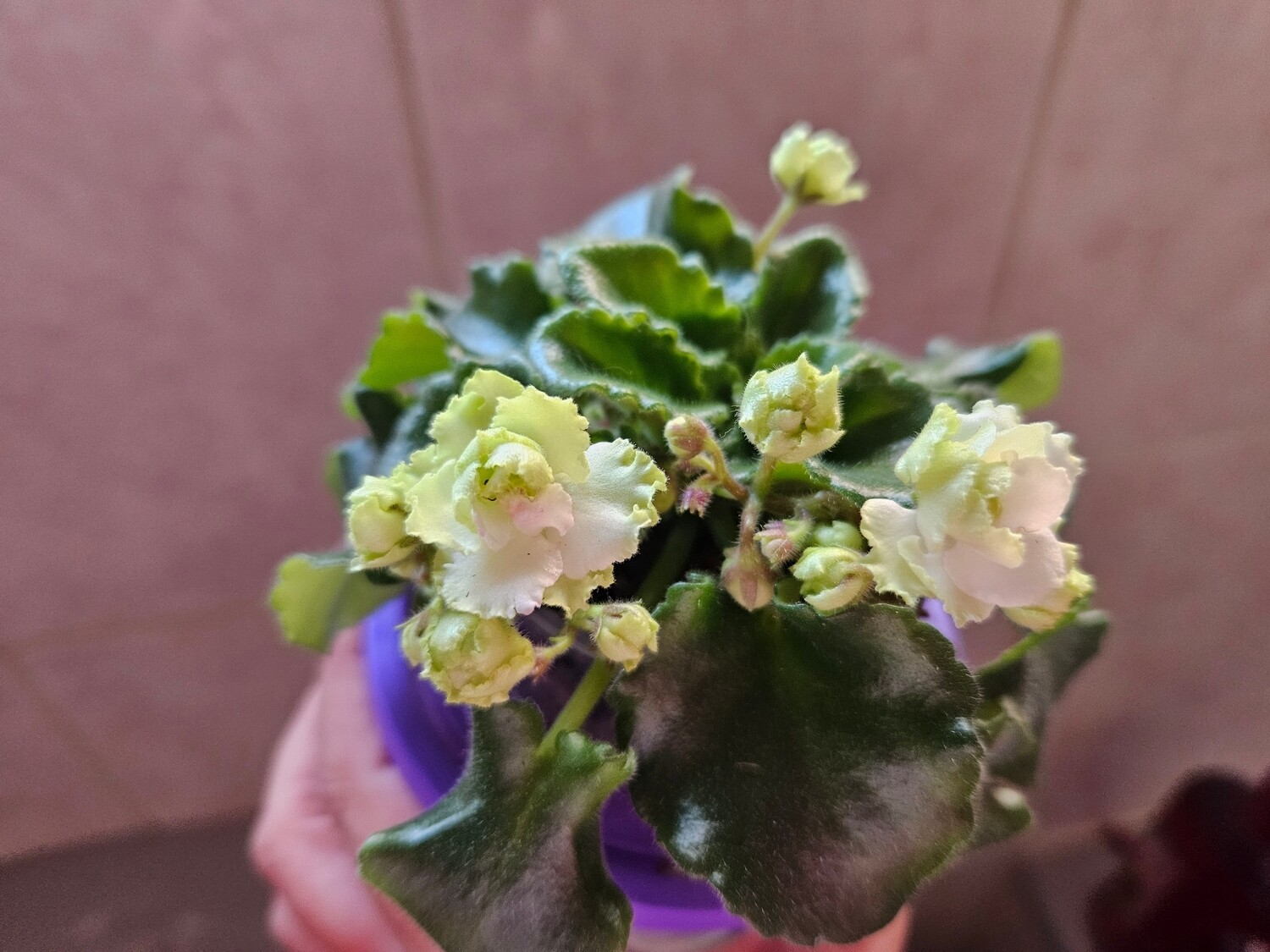African Violet Irish Lace (semi- miniature) Starter Plant
