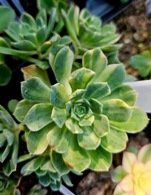 Aeonium Suncup