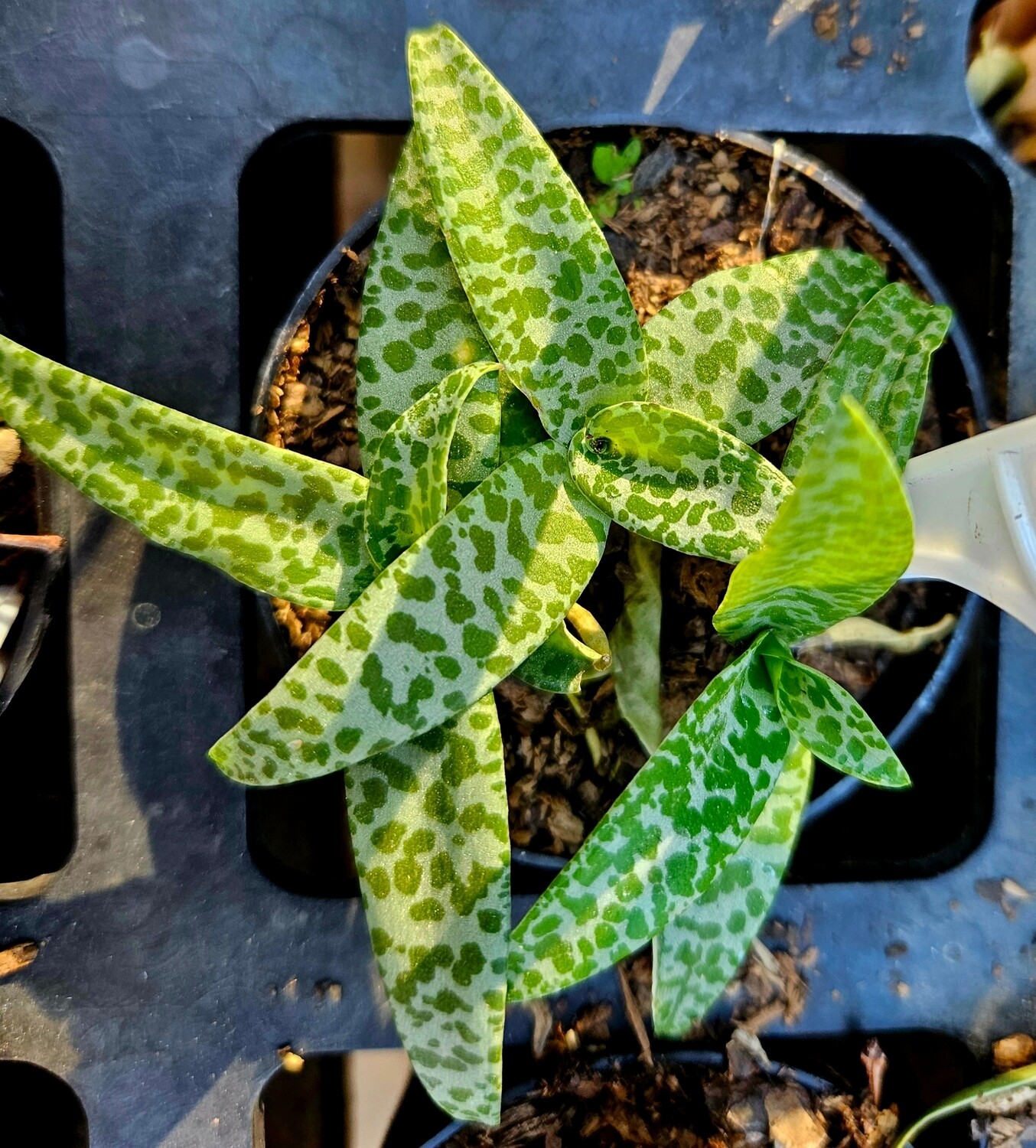 Scilla Violacera 'Leopard Lilly' Scilla Violacera 'Leopard Lilly'