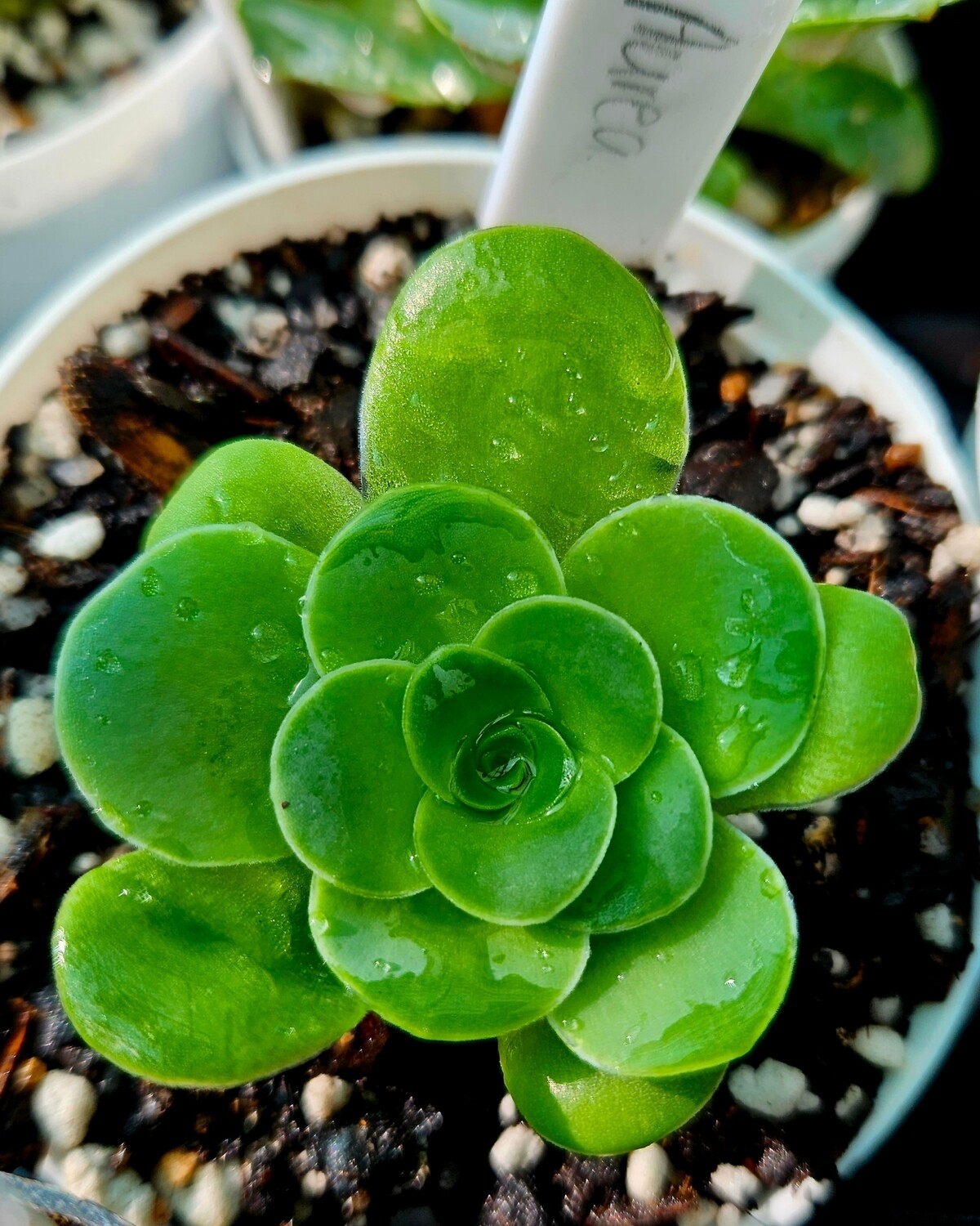 Greenovia Aurea
