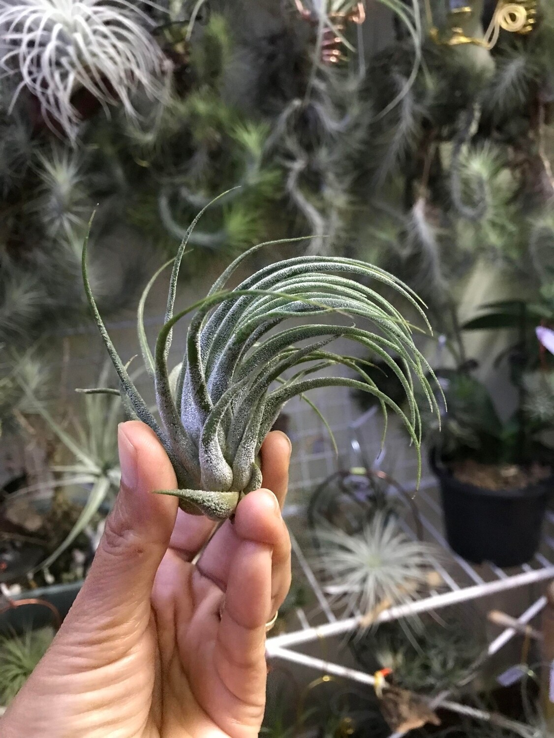 Tillandsia Tina Parr