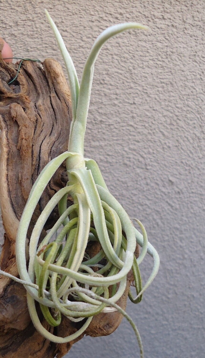 Tillandsia duratii