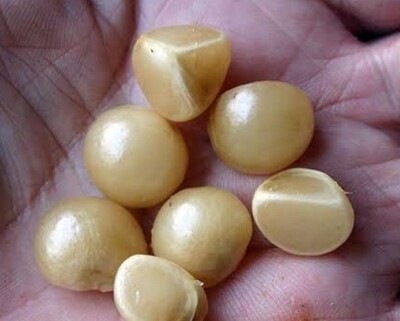 Clivia Seeds