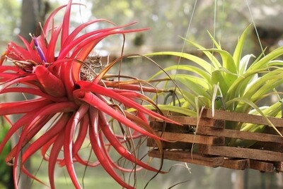 Tillandsia Rhodosephala