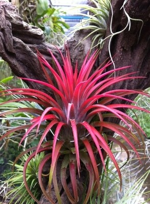 Tillandsia Rhodoseohala