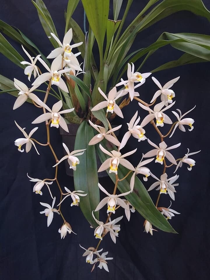 Coelogyne Flaccida