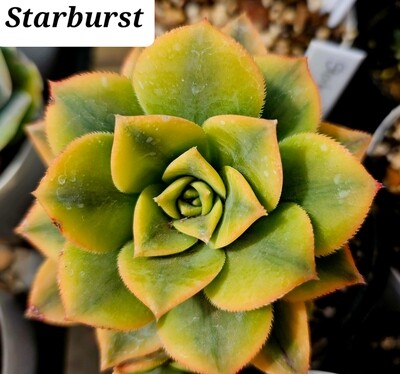 Aeonium Starburst