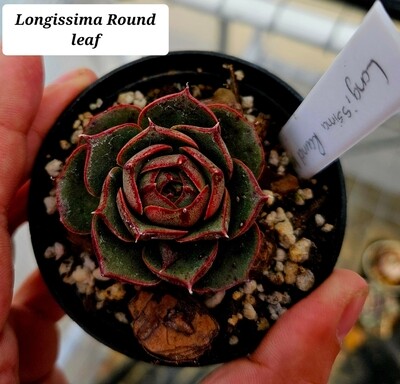 Echeveria Longissima Round Leaf