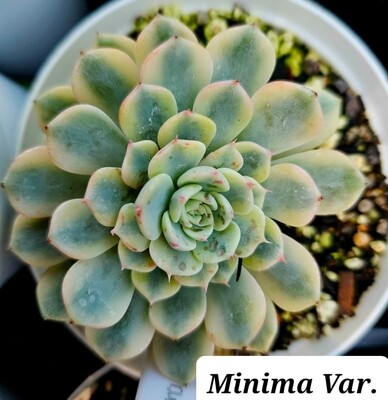 Echeveria Minima Variegated (white minima)