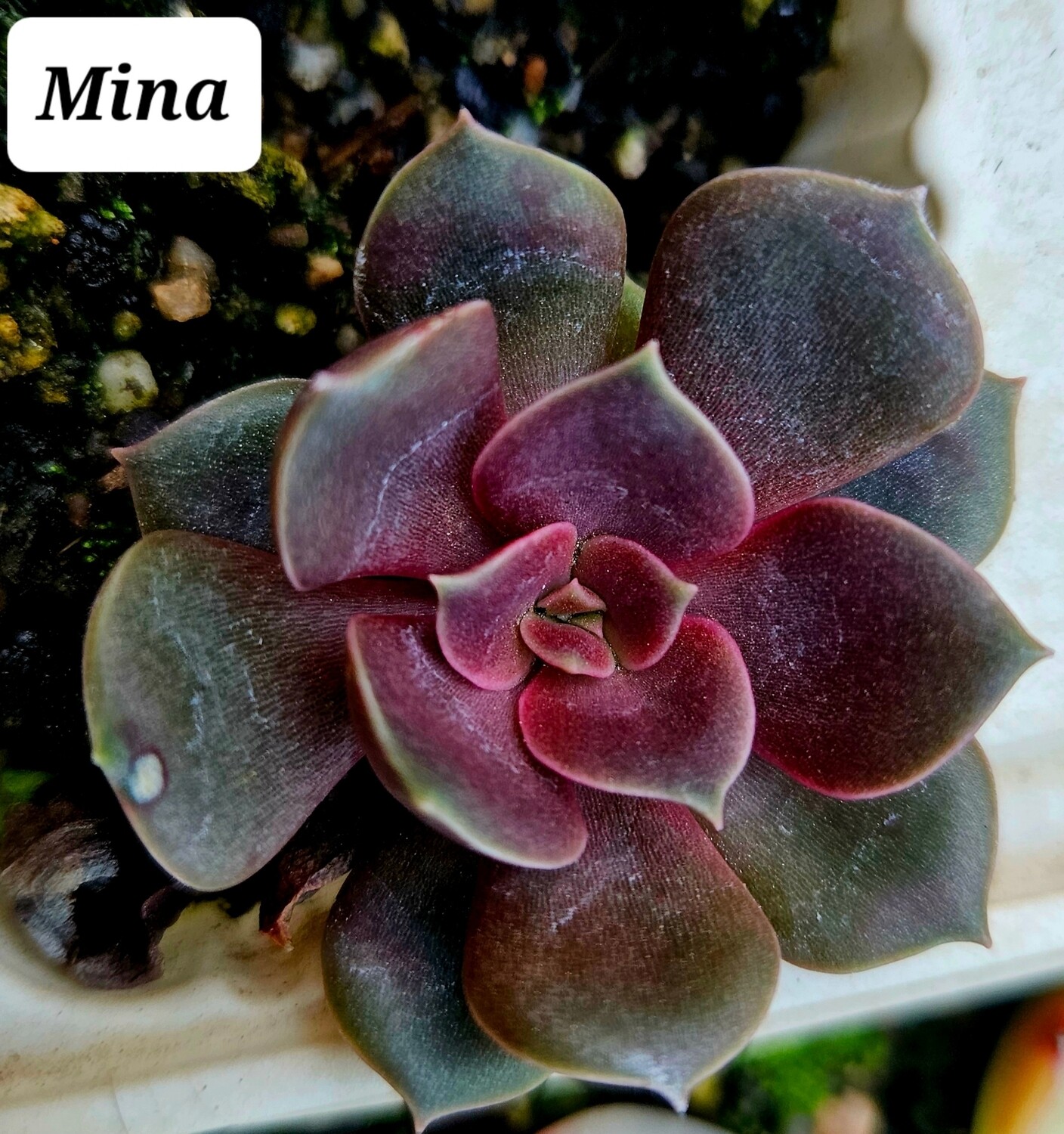 Echeveria Mina
