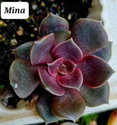 Echeveria Mina
