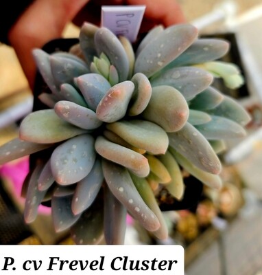 Pachyphytum cv Frevel Cluster