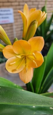 Tipparay peach 