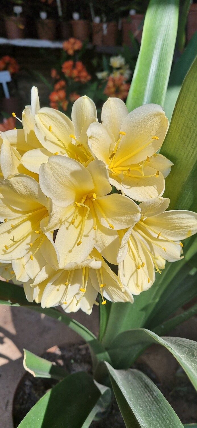 Nakamuru yellow
