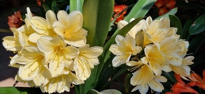 Nakamuru yellow