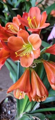 Bronze