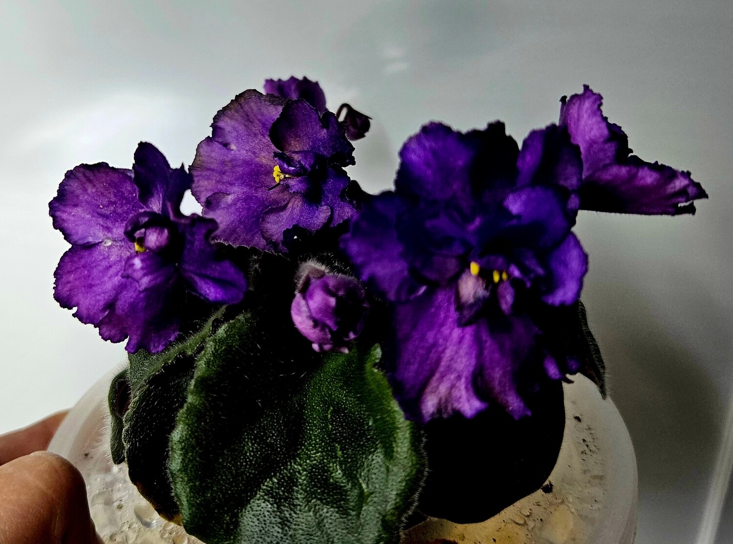Louisiana Lullaby Starter Plant