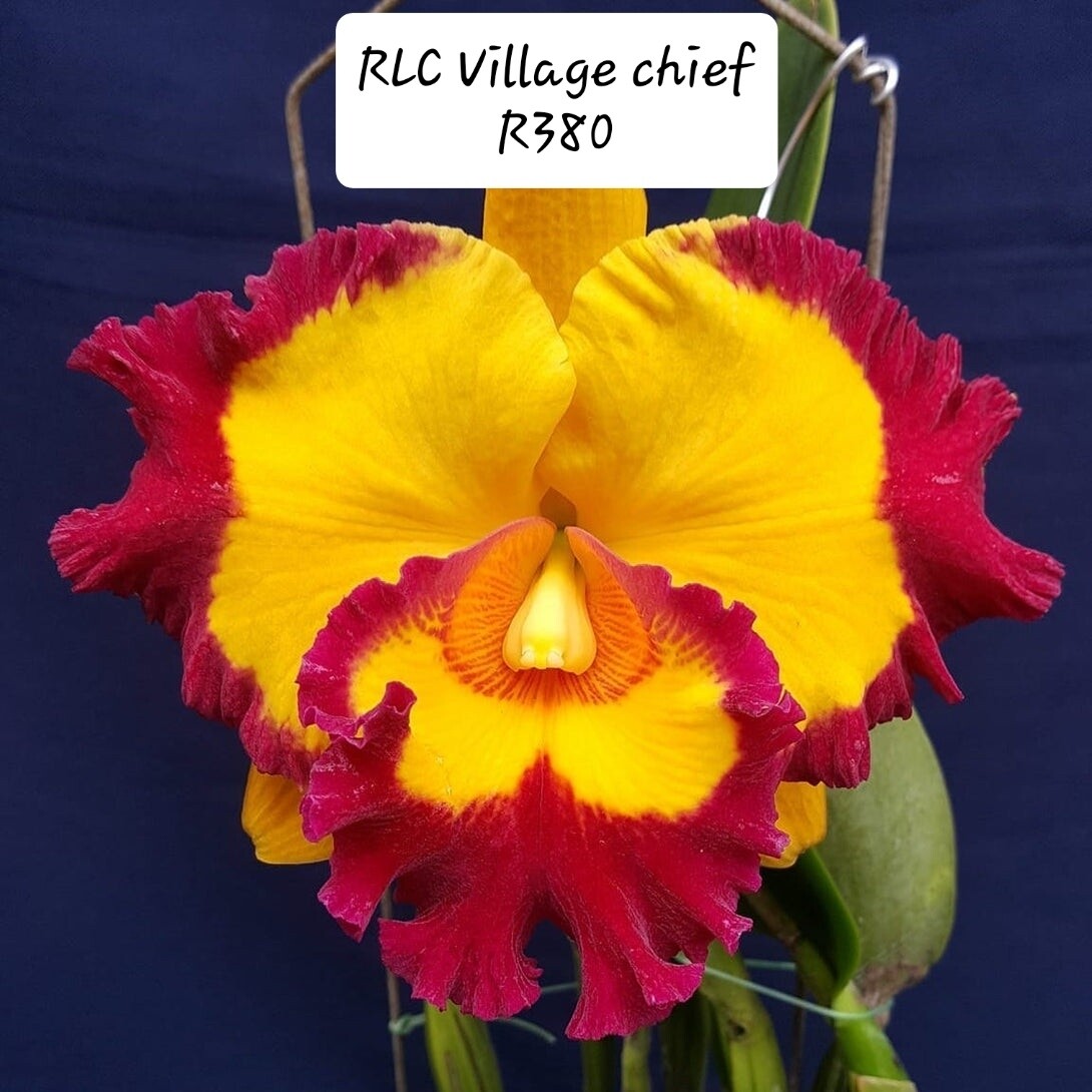 RLC Village Chief Rose