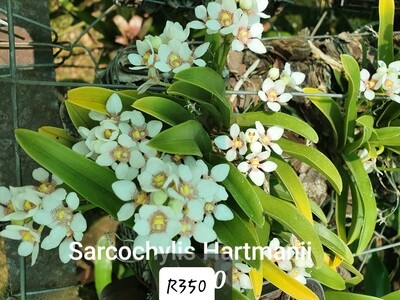 Sarcochilus Hartmanii