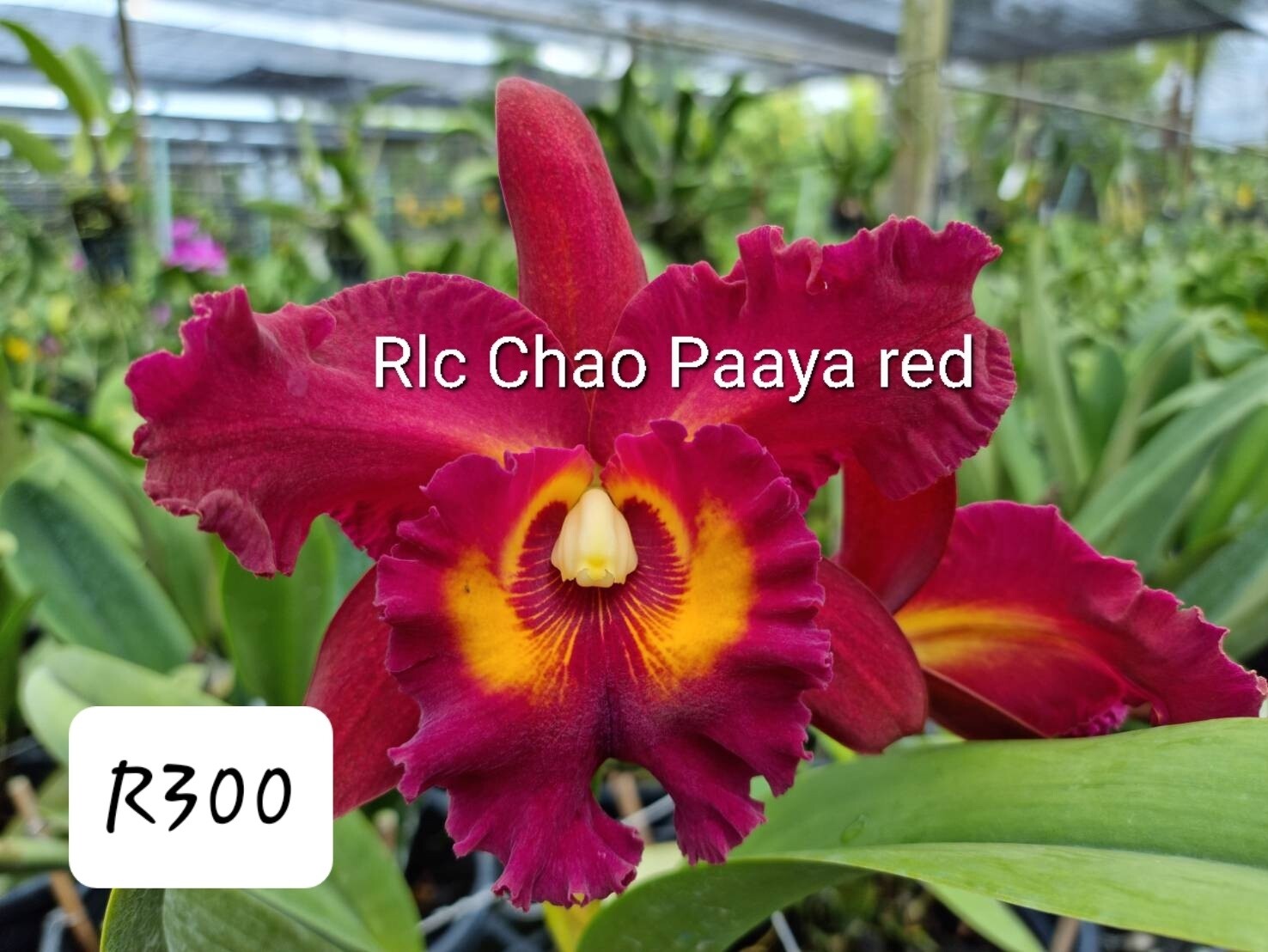 RLC Suprasert Red