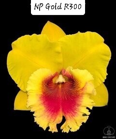 RLC  NP Gold &#39;Nawapol&#39;
