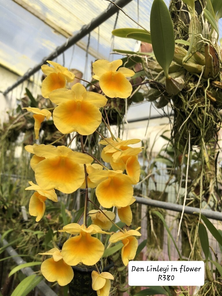 Dendrobium Lindley