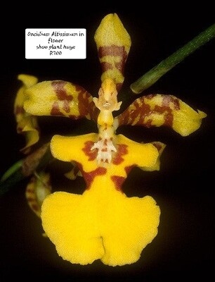 Oncidium Altissimum 