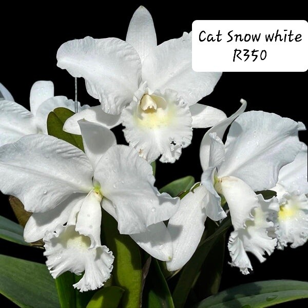Cattleya Snow white
